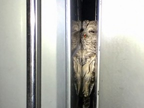 In this March 2017 photo provided by Will Sword, a barred owl is lodged between the cab and the cargo hold of a truck after it was hit and became trapped there while he was traveling earlier this month from Massachusetts to New Hampshire. The owl is being treated at a rehabilitation center in New Hampshire and is expected to recover. (Will Sword via AP)