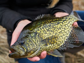 A gorgeous spring black crappie. (Supplied photo)