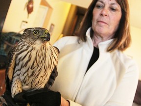 Lynn Eves holds an injured Cooper's hawk at her Wyoming home. The raptor was recently hit with a pellet and may need surgery before it can fly again, said the woman behind the Bluewater Centre for Raptor Rehabilitation. (Tyler Kula/Sarnia Observer/Postmedia Network)