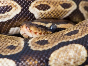 An adult ball python can grow up to 6 feet (1.8 metres).