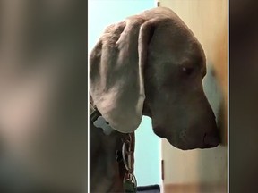 Gunnar the dog leans against a door as he waits to see a vet. (Twitter screengrab)