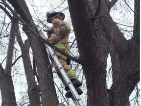 On Friday, there was a cat in a tree. Firefighters came to the rescue. OTTAWA FIRE SERVICES