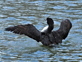 Common loon. (Photo submitted)