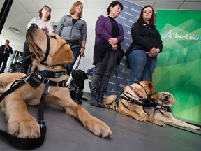 Service dogs in training, including Rugby (bottom left), look on as they take part in a press conference where Premier Rachel Notley announced new qualification regulations for service dogs, at St. John Ambulance, 12304 118 Ave., in Edmonton Friday March 31, 2017. Photo by David Bloom