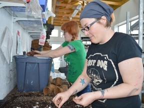 Mary Anne Pratt, left, and Brianna Humphrey plant pumpkin seeds at the Radical Gardens farm in Timmins. Humphrey owns a restaurant by the same name where she has provided medical marijuana cooking classes.