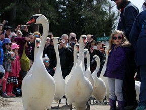 Stratford's swans march towards the Avon River on Sunday, April 2, 2017 in Stratford, Ont. Thousands of people turned out for the 27th annual parade. Terry Bridge/Beacon Herald/Postmedia Network
