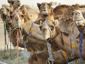 Camels at Camelicious, a camel dairy just outside Dubai, that uses equipment from Supreme International, a Wetaskiwin, Alta., company. Photo Supplied