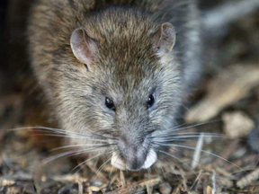 File photo of a rat. FRANCOIS MORI / AP