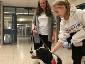 Ava Steller pets therapy dog Maverick with St. John Ambulance volunteer Melinda Tarrant at CASS Cares on Saturday. (BRUCE CHESSELL/Sentinel-Review)