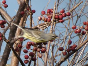 Anne Goulden was able to photograph this Kirtland's warbler in February as it was leaving a tree in Cuba. The Sarnia birder says she's spotted the endangered songbird only once before: three years ago with her late sister. (Submitted)