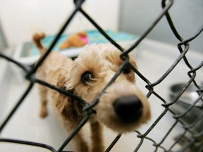 Tommy, a one-year-old toy poodle cross, looks out from a kennel at the Edmonton Humane Society. Tommy was rescued from a puppy mill in 2009.