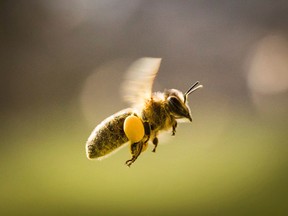 A beekeeper harvesting honey was stung “too many times to count” and a pit bull was killed when the bees rebelled. (AP/PHOTO)