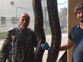 Python hunters Leo Sanchez, left, and Nicholas Banos teamed up to take down a 15-foot Burmese python over the April 1-2 weekend during a python hunting challenge in the Florida Everglades. (Courtesy of South Florida Water Management District)