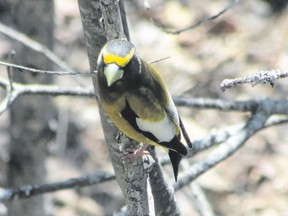If you visit Algonquin Provincial Park in the spring you have a good opportunity to see some boreal forest birds, such as this evening grosbeak. Others include black-backed woodpeckers, gray jays, boreal chickadees and spruce grouse.  (photo by PAUL NICHOLSON/SPECIAL TO POSTMEDIA NEWS )