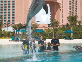 Interact with playful dolphins for memories that will never fade at the unparalleled Dolphin Cay. The habitat in Atlantis is among the world’s largest, containing nearly seven million gallons of sea water within three lagoons surrounded by a white sand beach. Handout/Postmedia Network
