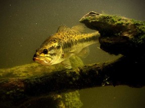 Bass can swim upwards of 40 km a day while they protect their nests in springtime, researchers have found. GETTY IMAGES