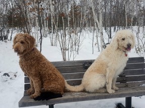 Outdoors photo dogs bench