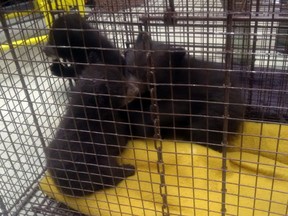 Three black bear cubs were found in a bathroom at Vermillion Lakes, located just outside the Town of Banff, Alta. in Banff National Park on April 1, 2017. It is a mystery how they came to be in the bathroom. Currently, Park Canada is taking care of the cubs while searching for a suitable rehabilitation site or zoo to take care of them.