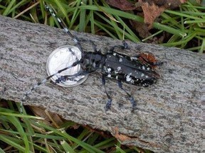 Asian Long-horned Beetle (Bruce Gill, CFIA)