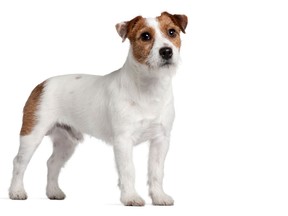 File Photo of a Jack Russell terrier. (GlobalP/Getty Images)