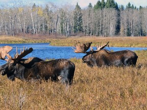 Ecologists in the University of Alberta’s Department of Biological Sciences have developed an app to improve population modelling for moose, asking hunters record the number of moose they see while hunting in Alberta.
