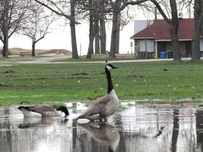 Geese are shown Monday in a small flooded section of the open field at Sarnia's Canatara Park were vandals left wheel tracks and ruts over the weekend. Repairs are expected to cost $5,000, but may have to wait until the field in the popular park dries. (Paul Morden/Sarnia Observer/Postmedia Network)