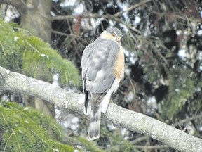 This sharp-shinned hawk was recently patrolling a London yard. The bird?s ?hawk-eyed? vision isn?t simply the stuff of lore, however. Humans have one part of the retina called a fovea, which has a high concentration of rods and cones for our sharpest vision. Hawks, however, have two foveas in each eye ? a central fovea and a peripheral fovea. (MARK POOLE/SPECIAL TO POSTMEDIA NEWS)