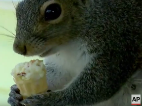 Putter the squirrel eats a cone. (AP)