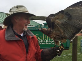 Salthaven Wildlife Rehabilitation and Education Centre owner Brian Salt shows off one of the organization’s wildlife ambassadors, Shikoba the red-tailed hawk. Shikoba is one of a handful of animals the Ministry of Natural Resources has allowed the Mount Brydges agency to keep for educational purposes. Now that spring is here, Salt is urging the public to let otherwise healthy baby wildlife be, even if they’re found by themselves - not every baby animal that’s alone has been abandoned.  (Jennifer Bieman/Times-Journal)