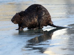 A beaver is seen arch 17, 2017 in Port Hope, Ont. (Postmedia Network file photo)