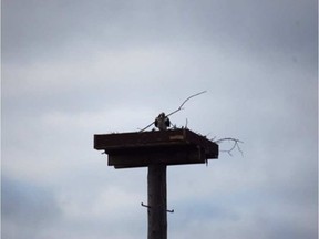 Dave Craig sent these photos of a pair of ospreys building a nest on a new platform he erected last summer on his Rideau River property. The bird's old nesting pole collapsed last summer.