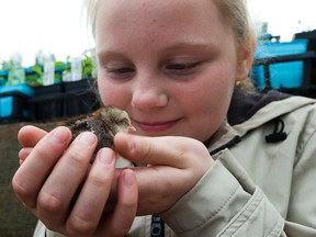 Lauryn Coard,12, hold a chick at the Prairie Gardens & Greenhouses as they prepare for Easter activities, on Thursday April 13, 2017 in Bon Accord. Greg  Southam / Postmedia