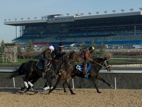 Thoroughbred horses are trained at Woodbine Racetrack in preparation for the start of the 133-day race meet, which begins on April 15, 2017. (WEG-MICHAEL BURNS/Photo)