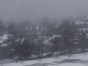 Snow falls as a dog walker makes their way past Connors Hill on Friday April 14, 2017 in Bon Accord. (Greg Southam/Postmedia)