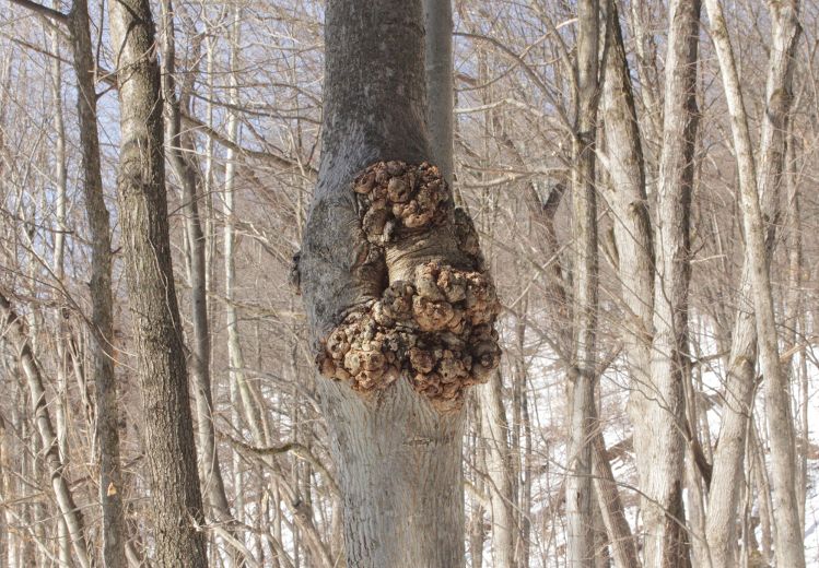 The Mystery of Tree Burls