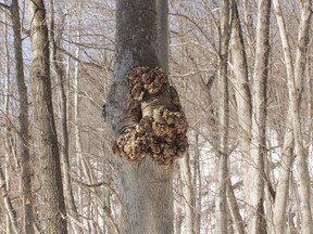 The fat burl developing on this tree in Rosendale, NY. does it little or no harm and is valued by woodworkers for its swirling grain. (Lee Reich/AP)