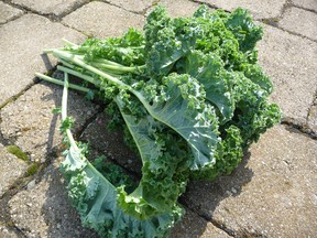 Kale is easy to grow in the home garden. Even if you don’t have a vegetable garden, there is little excuse not to grow kale. Kale’s lush green foliage and upright shape will look as attractive among flowering perennials and annual flowers as it does in the vegetable patch.  (John DeGroot photo)