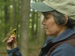 Bridget Stutchbury of York University and a hooded warbler.