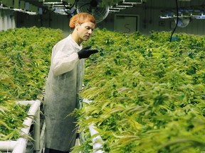 Cam Battley, Executive Vice President with Aurora Cannabis Inc., examines marijuana plants in one of the ten grow rooms inside the company's 55,000 square medical marijuana production facility near Cremona, Alberta on Wednesday July 27, 2016. Gavin Young/Postmedia