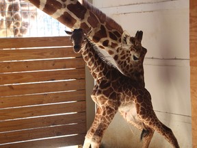 In this photo provided by Animal Adventure Park in Binghamton, N.Y., a giraffe named April stands with her new calf on Saturday, April 15, 2017. Her birth was broadcast to an online audience of more than a million viewers. (Animal Adventure Park via AP)