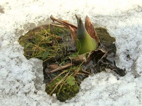 The skunk cabbage