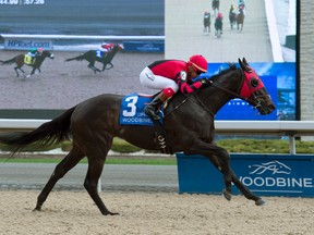 Jockey Luis Contreras guides R Naja to victory in the $100,000 Star Shoot Stakes at Woodbine Racetrack yesterday. (Michael Burns/photo)