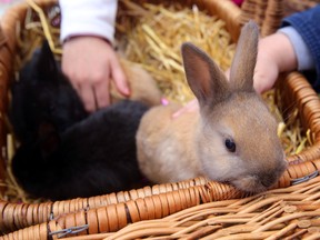 The peak season for surrendered and stray bunnies starts in June and July after being purchased by parents as Easter gifts for kids. (Luke Hendry/Postmedia Network/Files)