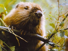 File photo of a beaver. (Byshnev/Getty Images)