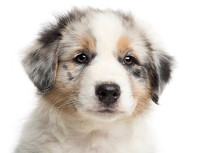 Close-up of an Australian Shepherd puppy.