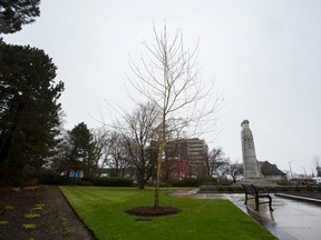 Coun. Jim Neill hopes Kingston will buy some of the Vimy Oaks that are direct descendants of the oak trees that were destroyed during the Battle of Vimy Ridge. They would be planted at appropriate locations throughout the city, similar to the one planted at the Cenotaph in St. Catharines, above. (Julie Jocsak/Postmedia Network)
