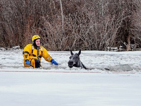 A firefighter rescues a horse that fell through the ice near Hythe, Alta., on Sunday, April 16, 2017. Horses that were struggling after falling through thin ice in northwestern Alberta were saved by rescuers who cut paths to the shore with chainsaws.