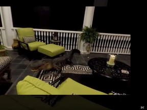 South Carolina homeowners Susie and Steve Polston says a nine-foot alligator crawled onto their second-story porch. (The Post and Courier of Charleston/YouTube screengrab)