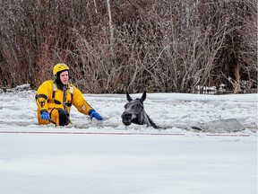 A firefighter rescues a horse that fell through the ice near Hythe, Alta., Sunday, April 16, 2017. Horses that were struggling after falling through thin ice in northwestern Alberta were saved by rescuers who cut paths to the shore with chainsaws.Trevor Grant, the County of Grande Prairie's fire chief, says 10 horses fell through a frozen dugout on a rural property on Sunday. THE CANADIAN PRESS/William Vavrek