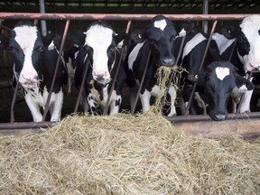 Supply management controls levels of milk production by tying it to Canadian consumer demand and limiting foreign competition through high tariffs. (Ryan Remiorz/The Canadian Press/Files)